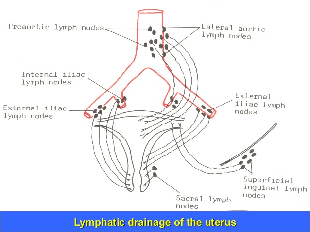 <ul><li><p><span><em>Above internal vagina:</em> Internal iliac, external iliac, and sacral lymph nodes</span></p></li><li><p><span><em>Below vaginal entrance + vulva:</em> <strong>Superficial inguinal lymph nodes</strong> and sacral nodes</span></p></li></ul><p></p>