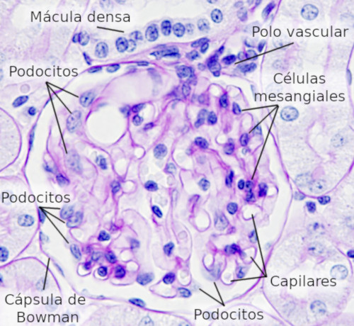 <p><span style="color: rgb(233, 159, 12);"><strong>Células Mesangiales</strong></span><strong> con capacidad fagocítica</strong></p>