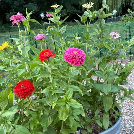 <p>zinnia</p>