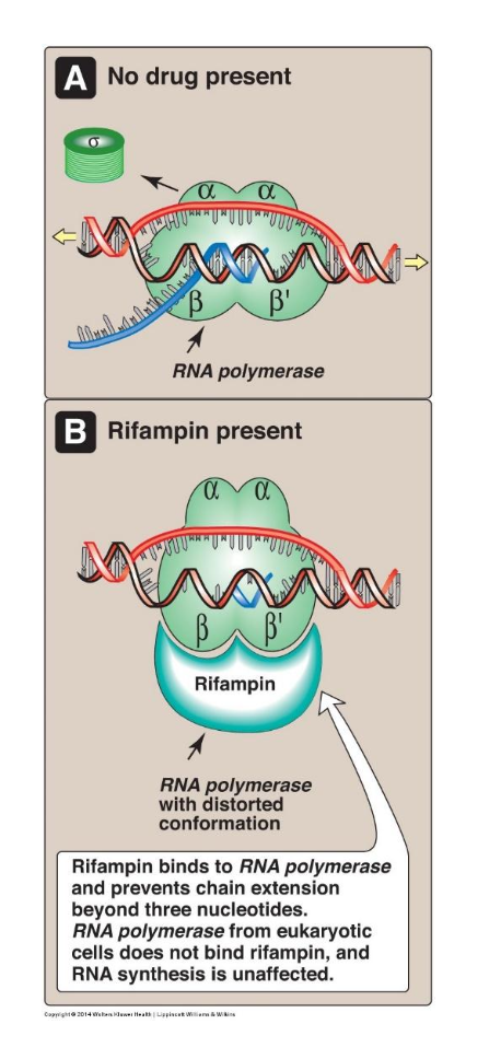 <p>**This is one reason why we care!</p><p>Antibiotics can inhibit RNAP by several modes of action which we will group into two classes:</p><p>a. Inhibition by DNA-binding</p><ul><li><p>Actinomycin D = dactinomycin = Cosmegen: This drug acts by blocking the unwinding of DNA by RNAP. Used as an anti-tumor drug as it is effective against both bacterial and eukaryotic cells.</p></li><li><p>doesn’t let RNA P bind to DNA</p></li></ul><p>b. Inhibition by enzyme-binding: inhibits RNAP binding and/or enzymatic activity</p><ul><li><p>Rifampicin – used to treat mycobacterial infections (TB, leprosy)</p></li></ul><p></p>