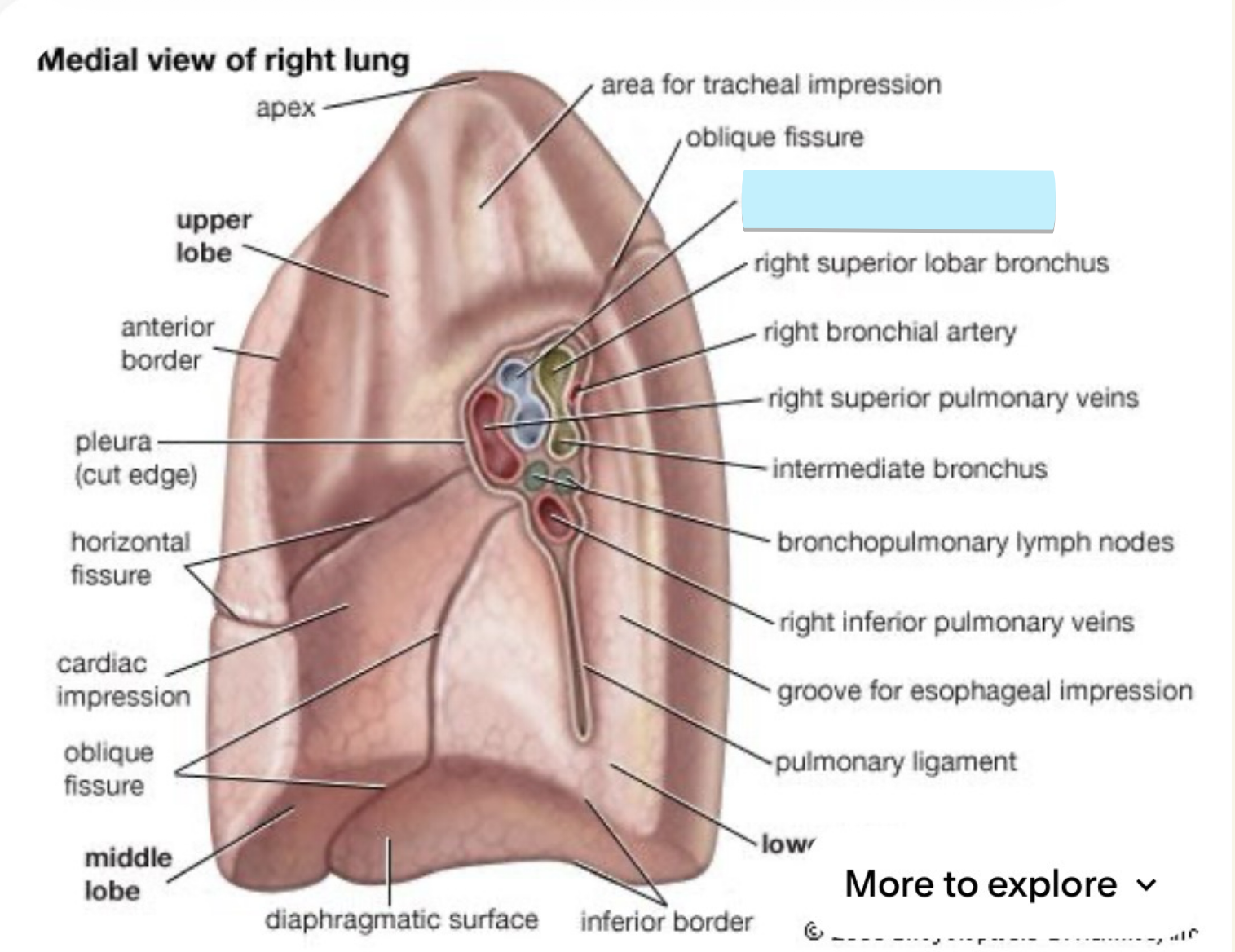<p>two vessels together on R side</p>