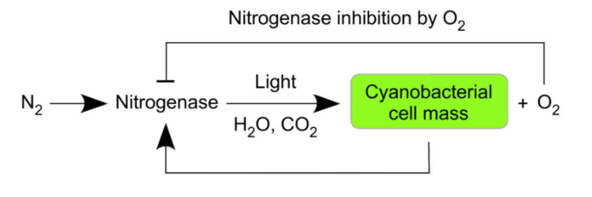 <p><strong>Nitrogenase Inhibition by O<sub>2</sub></strong></p><p>This is a key component of the argument – the evolution of heterocysts, the cyanobacteria cells that are impervious to oxygen, became widespread AFTER land plants were prevalent. Before that cyanobacteria were happy to live with the amount of oxygen they were generating.</p>