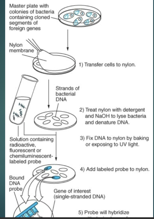 <p>Go Back to probe section of lecture 3 to hear breakdow (Visual)</p>