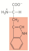 <p>Tryptophan</p>