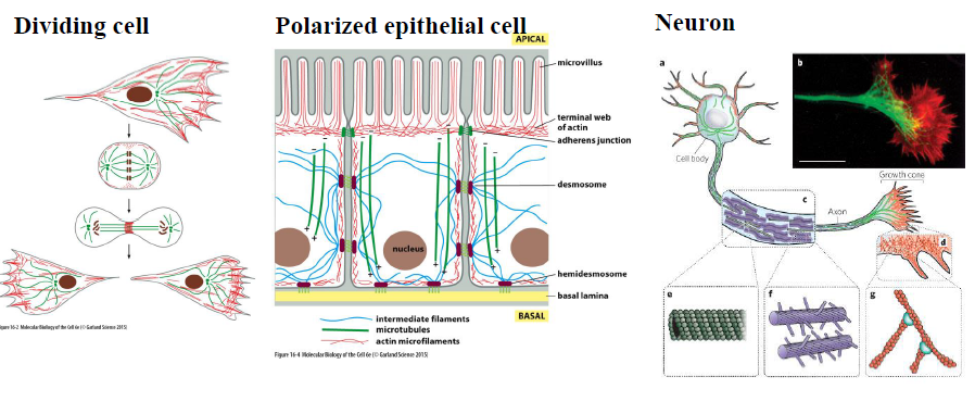 <p>Cytoskelettet tilpasses cellens funktion:</p><ul><li><p><strong>Delende celler:</strong> mikrotubuli organiseres i den mitotiske spindel</p></li><li><p><strong>Polariserede epitelceller:</strong> aktin findes apikalt ved mikrovilli, intermediære filamenter forbinder desmosomer, og mikrotubuli hjælper med polaritet</p></li><li><p><strong>Neuroner:</strong> mikrotubuli organiseres i axonet, mens aktin findes i growth cones</p></li></ul><p>Figuren understreger, at cytoskelettet bestemmer cellulær organisering og polaritet.</p>