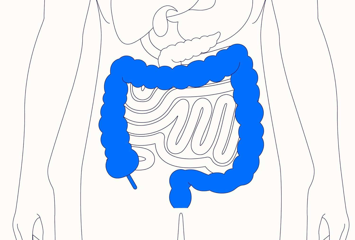 <p>what happens in the <strong>large intestine?</strong></p>