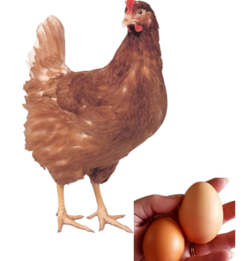 <ul><li><p>Layer type</p></li><li><p>300-360 eggs per year</p></li><li><p>1.9-2.1kg live weight at 20 weeks </p></li><li><p>USA</p></li><li><p>Robust health and strong livability produce brown eggs</p></li></ul><p></p>