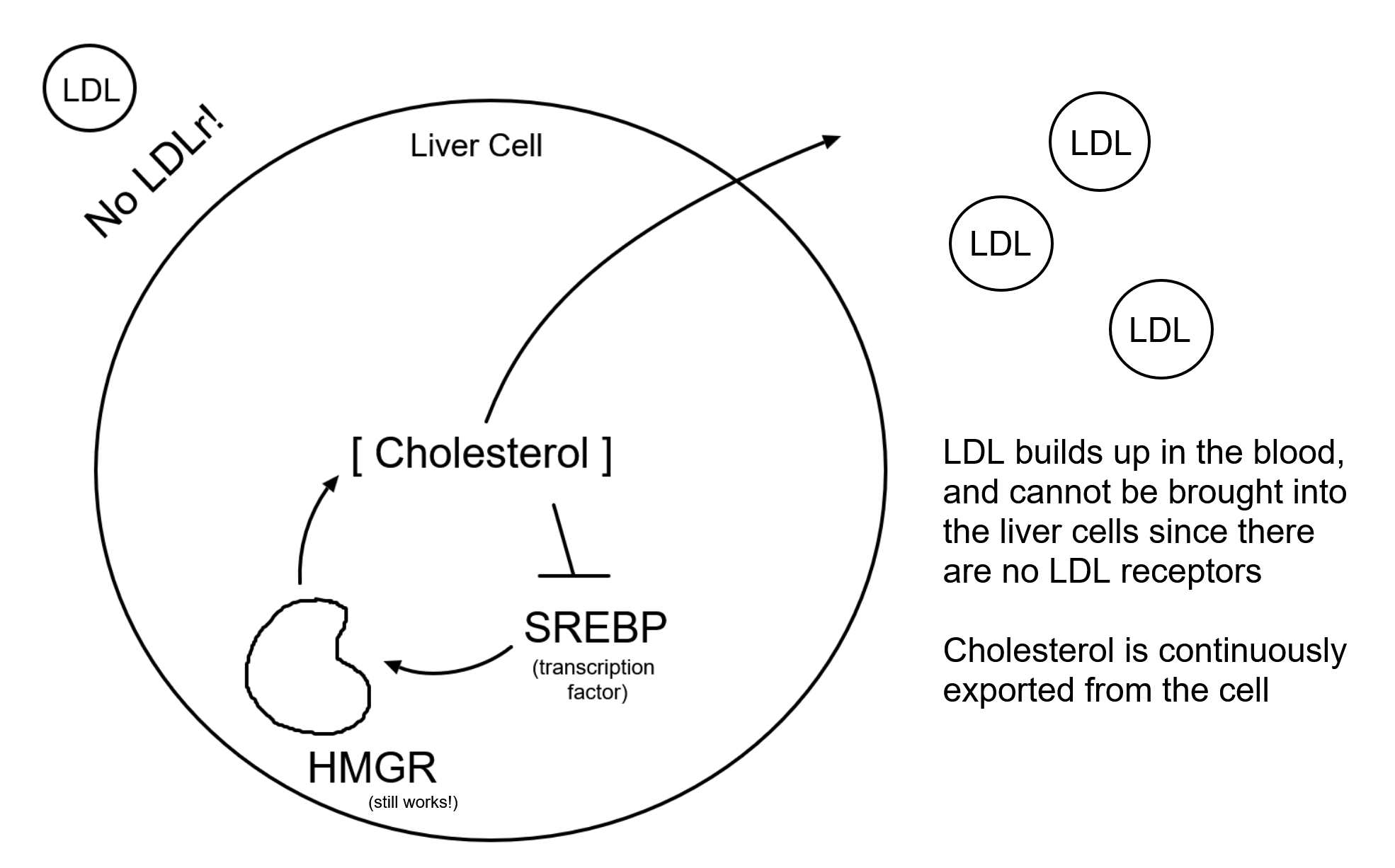 <p>Goldstein and Brown Paper:</p><p>Liver cell in someone with Familial Hypercholesterolemia (FH)</p>