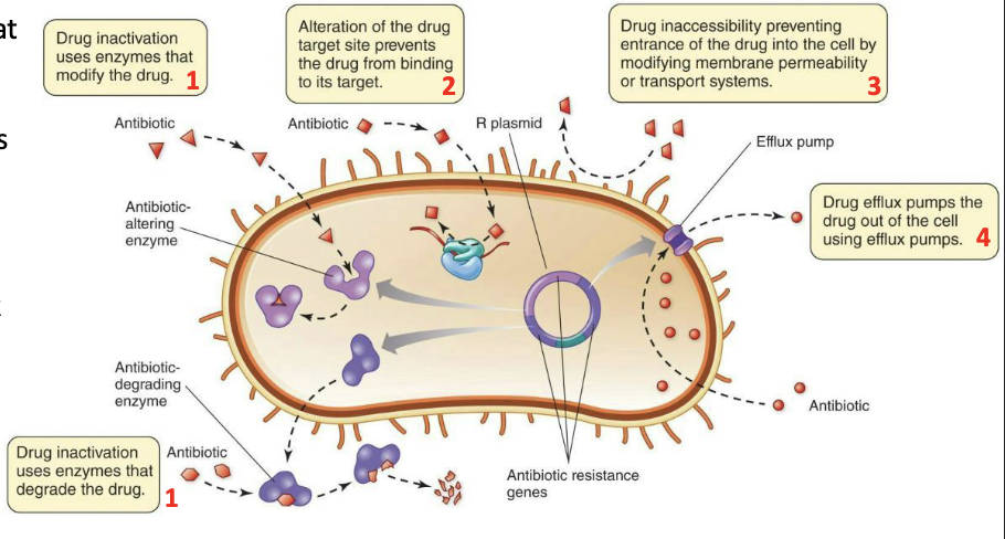 <p>Generally, due to <strong><u>four</u></strong> possible mechanisms:</p><ol><li><p>Producing enzymes that modify or destroy the drug</p></li><li><p>Altering binding targets of drugs</p></li><li><p>Preventing drug entry into the target cell</p></li><li><p>Pumping the drug back out of the target cell (efflux pumps)</p></li></ol><p></p>
