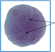 <p>8+ nuclei (<strong>the only one w/>4</strong>)</p><p>Eccentric karyosome</p><p>10-35 um</p>