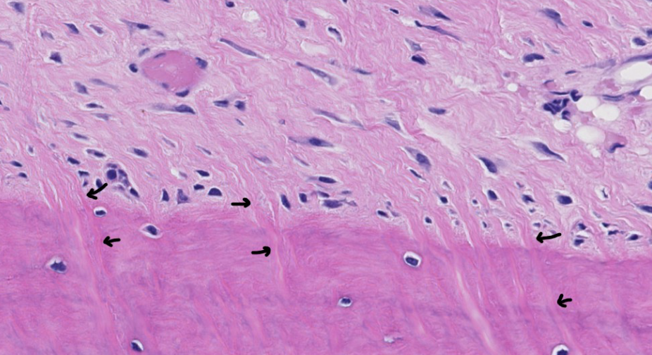 <p>bundles of collagen fibers from tendons, ligaments, and the periosteum are embedded within the underlying bone as a means of anchoring these structures. What do we call these fibrous insertions?</p>