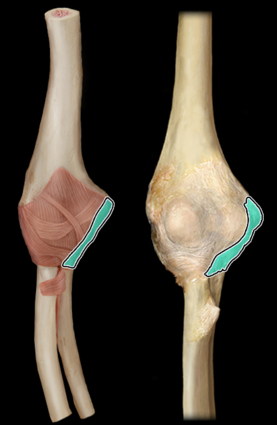 <p>anterior</p>