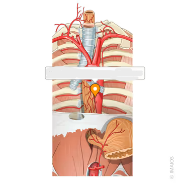 <p>supply the esophagus with oxygen and nutrients</p>