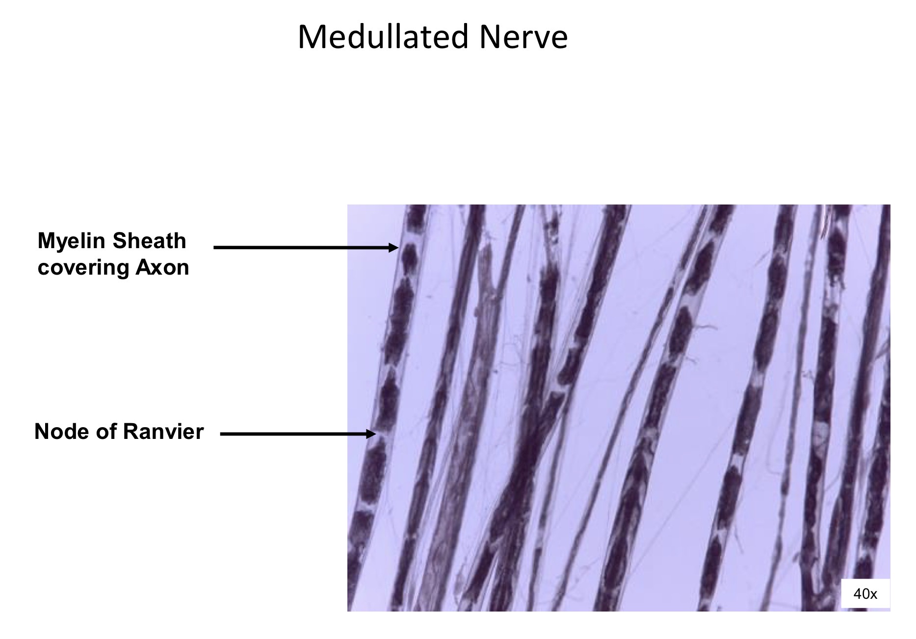 <ol><li><p>Myelin sheath covering axon </p></li><li><p>Node of ranvier </p></li></ol><p></p>