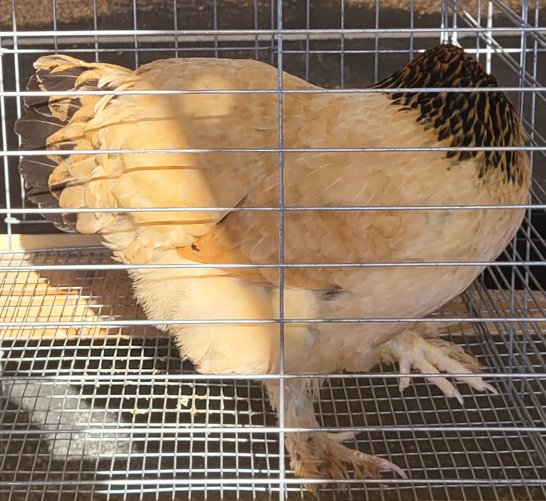 <p>What type of hen is this?</p>