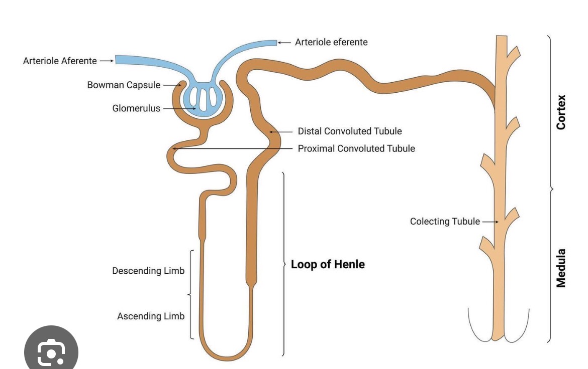 <ul><li><p>Hairpin tube in nephron of kidney</p></li><li><p>Generates concentrated urine to conserve body water</p></li></ul><p></p>