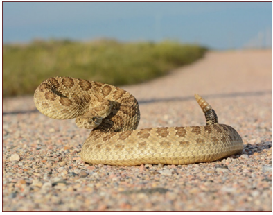 <p>venomous</p>
