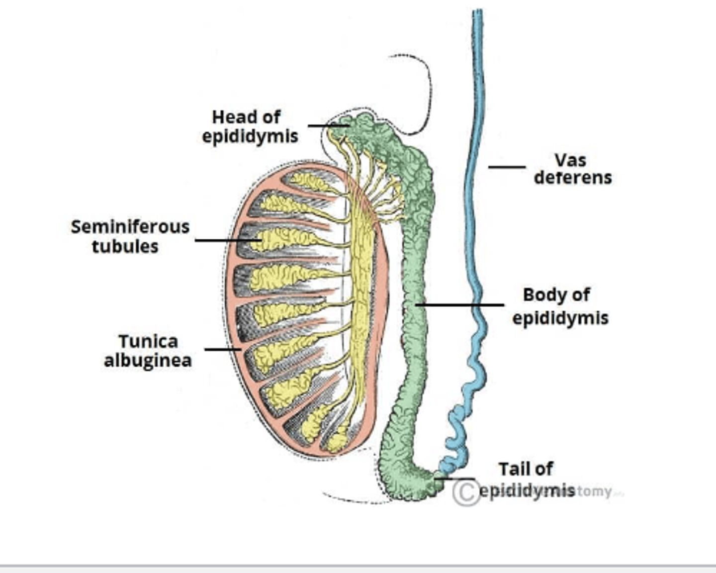 <p>microscopic ducts for sperm cells</p>