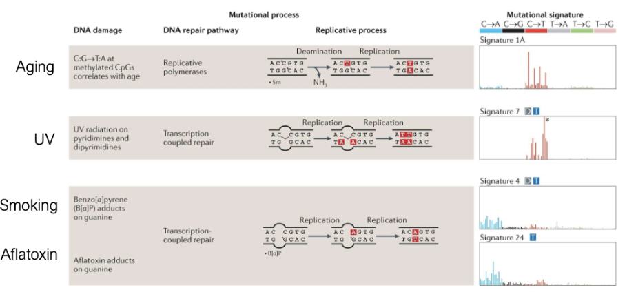 <ul><li><p>mutational processes result in distinct mutational signatures</p></li></ul><p></p>