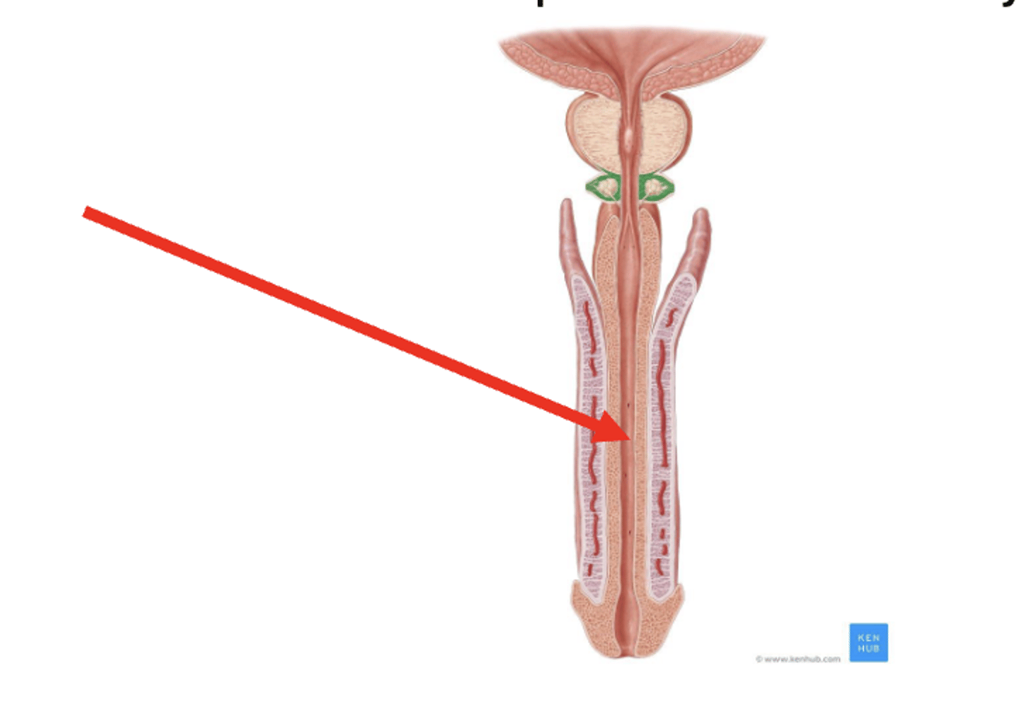<p>• tube that carries urine and sperm out of the body</p>
