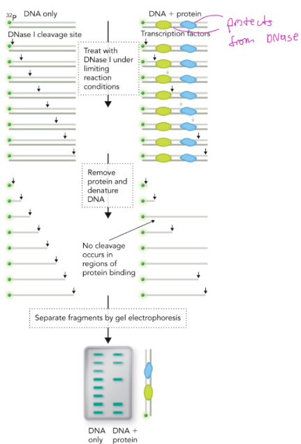 <p><strong>DNase I</strong> = a type of <strong>endonuclease</strong> that <strong>cuts unprotected DNA</strong></p><p><strong>Method:</strong></p><ul><li><p>Two samples prepared:</p><ul><li><p><strong>DNA only</strong> (control)</p></li><li><p><strong>DNA + protein</strong> (e.g., transcription factors bound)</p></li></ul></li><li><p>Both treated with <strong>DNase I</strong> under <strong>limiting reaction conditions</strong> (partial digestion)</p></li><li><p><strong>Protein bound to DNA "protects" that region from DNase I cleavage</strong></p></li><li><p>Protein is then <strong>removed</strong> and DNA <strong>denatured</strong></p></li><li><p><strong>No cleavage occurs in regions of protein binding</strong> (the "footprint")</p></li><li><p>Fragments separated by <strong>gel electrophoresis</strong></p></li></ul><p class="font-claude-response-body break-words whitespace-normal"><strong>Result (gel):</strong></p><ul><li><p><strong>DNA-only lane:</strong> cleavage products at every possible position → ladder of bands</p></li><li><p><strong>DNA + protein lane:</strong> a <strong>gap ("footprint")</strong> appears where the protein blocked DNase I access — missing bands correspond to the <strong>protein-protected region</strong></p></li></ul><p></p>
