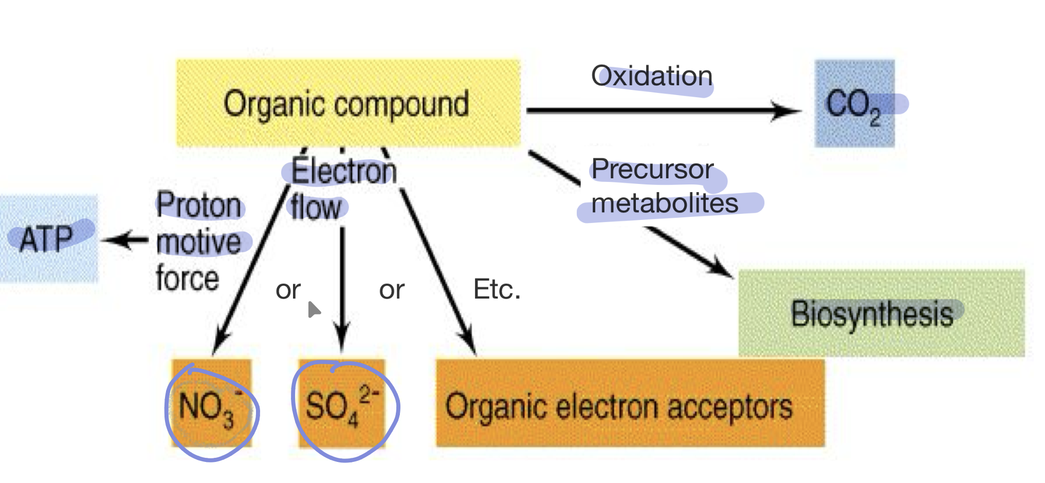 <ul><li><p>prokaryotes and protists (only in microbes)</p></li></ul><ul><li><p>Similarities to aerobic respiration </p><ul><li><p>organic substrate is oxidized (C<sub>n</sub>H<sub>2</sub>O —> CO<sub>2</sub>) </p></li><li><p>resulting NADH and FADH2 used in ETC </p></li></ul></li><li><p>Differences from aerobic respiration </p><ul><li><p>O2 not final electron acceptor (NO<sub>3</sub><sup>- </sup>and SO<sub>4</sub><sup>2-</sup> common) </p></li><li><p>Less ATP produced </p></li></ul></li></ul><p></p>
