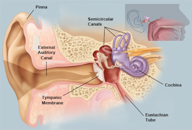 <p>ear hole</p>