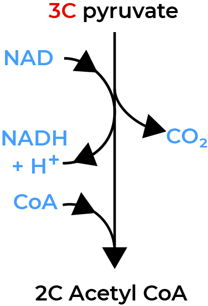 <p>Happens <strong>twice</strong>, with two pyruvates after glycolysis, occurs in the mitochondrial matrix</p><p>Decarboxylation and redox make <strong>acetyl co-enzyme A </strong>(2C), with the co-enzyme A (CoA) recycled from the Krebs cycle</p>