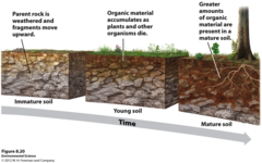 <p>Base geologic material in a given location; residual or transported from erosion</p>