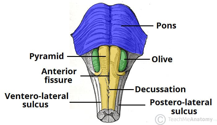 <p><span>The most inferior portion of the brainstem. Contains a number of centers for controlling heart rate, respiration, swallowing, vomiting, and blood vessel diameter. The centers consist of nuclei; clusters of neuron cell bodies. The spinal tracts also continue through the medulla, connecting the spinal cord with the brain. </span></p>