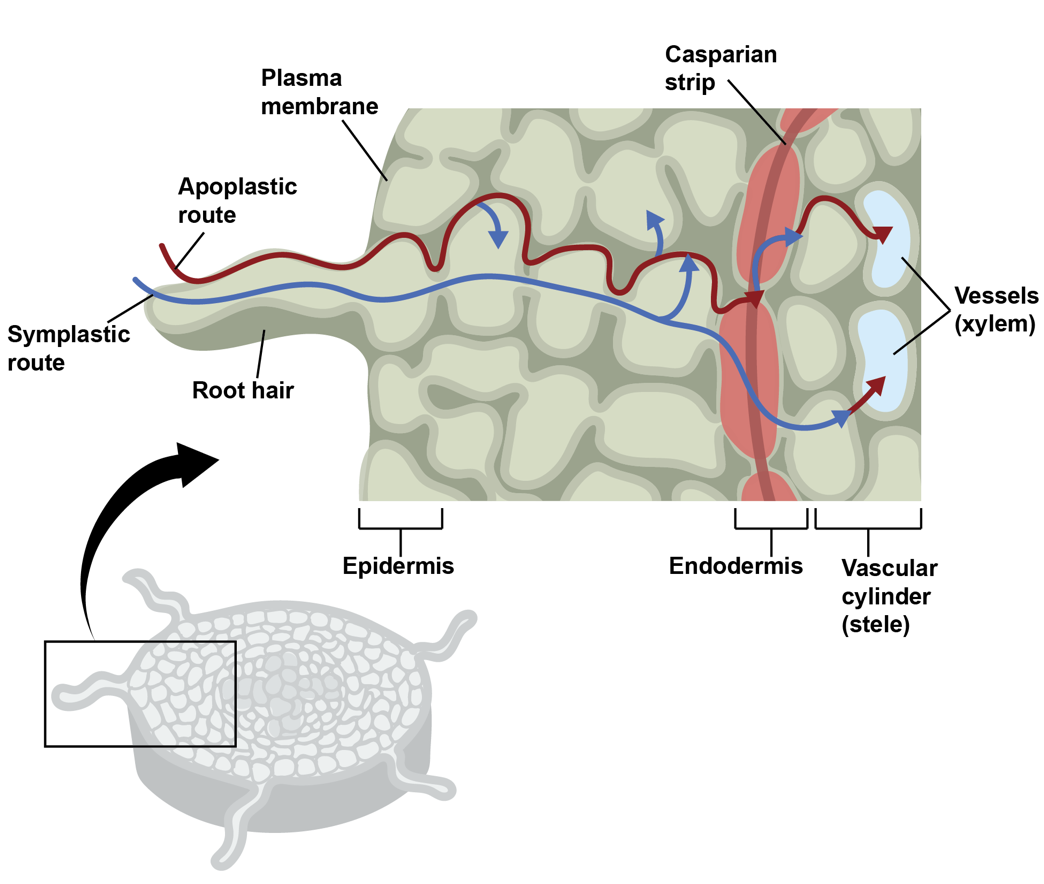 <p></p><p>What is the pathway of the apoplastic route? </p>