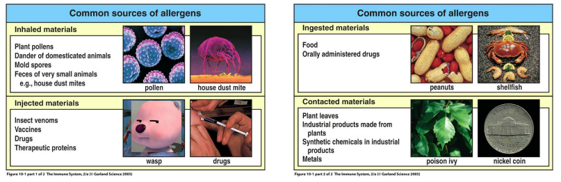 <p>The 4 common sources of allergens include:</p><ul><li><p>——- materials → plant pollen, pet dander, mold spores, feces of house dust mites</p></li><li><p>——- materials → insect venom, vaccines, drugs, therapeutic proteins</p></li><li><p>——- materials → food, drugs</p></li><li><p>——- materials → plant leaves, metals</p></li></ul><p></p>