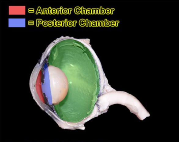 <p>The green area is the </p>