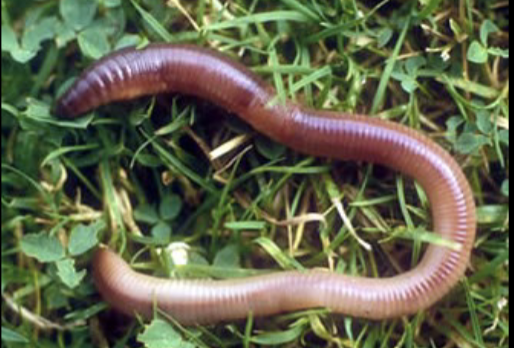 <p>phylum annelida (segmented worms)</p>