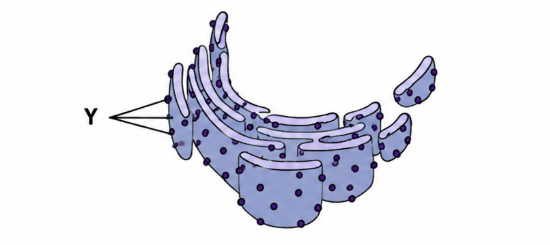 <p>The figure above represents a rough endoplasmic reticulum. Which of the following best describes the role of the structure labeled Y?</p><p>A) Structure Y contributes the raw materials required for the synthesis of proteins.</p><p>B) Structure Y packages proteins for export from the cell.</p><p>C) Structure Y is the location where proteins are synthesized.</p><p>D) Structure Y contains enzymes that cut and activate proteins.</p>