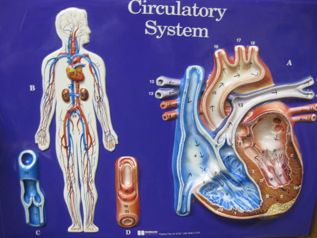 <p>The Circulatory System</p><p>Lab Image 3-1</p>