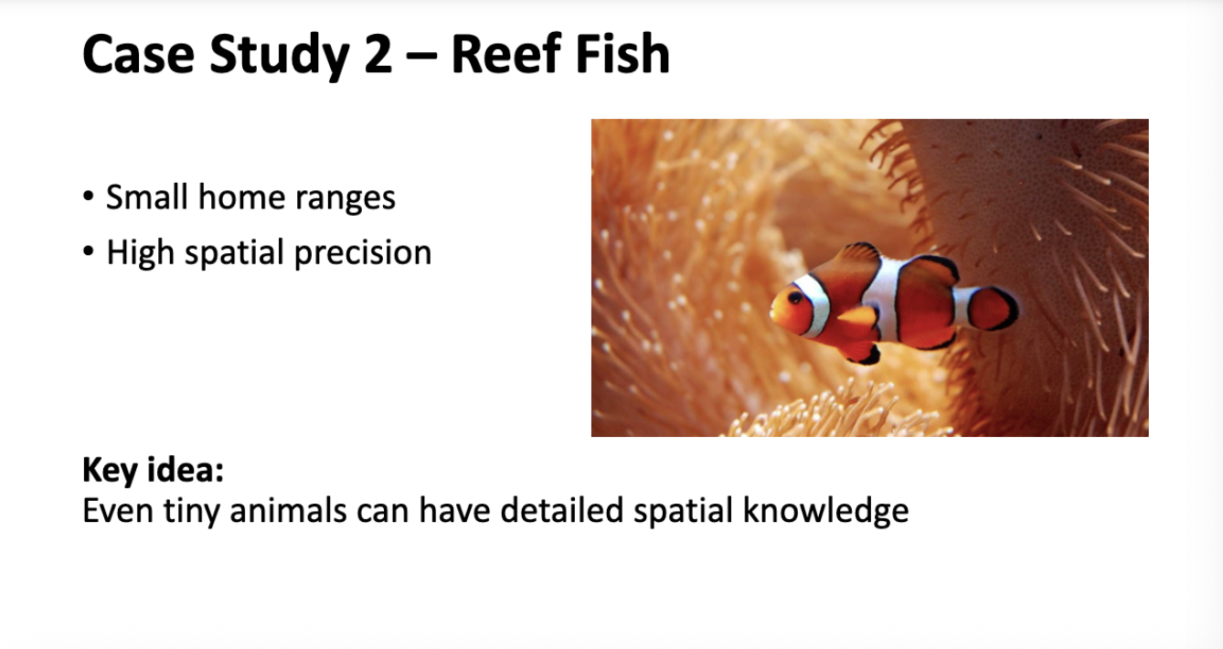 <p>CASE STUDY 3: ant colonies</p><p>-collective spacial behavior</p><p>-pheromone trails</p><p>-landmark + step counting </p><p>key idea:</p><p>complex spatial organization without a “leader”</p>