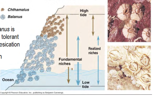 <p>study performed by Connell in 1961</p><p><em>Chthalamus </em>and <em>Balanus </em>barnacles in rocky intertidal zones of Scotland</p><p>both live on rocky intertidal zones</p><p><em>Cthalamus </em>is very desiccation-tolerant, can occur in regions exposed from low tide until high tide</p><p><em>Balanus </em>is less tolerant to desiccation</p><p>competition → Cthalamus is limited to areas where Balanus cannot occur</p><p>tl;dr: fundamental niches of both spp overlap, but <em>Balanus </em>is a better competitor in lower areas → realized niches do not overlap (see picture)</p><p></p><p>to test that this distribution was truly due to competition, Connell tested <em>Chthalamus </em>(normally in the upper zone) to the lower zone with and without <em>Balanus</em> → <em>Chthalamus </em>survived fine in the lower zone without <em>Balanus</em>, thus its distribution is limited by competition with <em>Balanus</em></p>