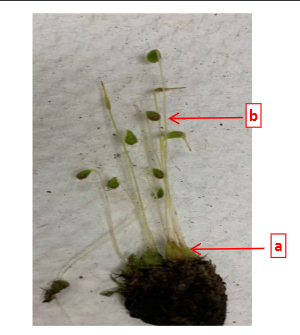 <p>What life cycle stage is labeled B, and is it n or 2n generation?</p>