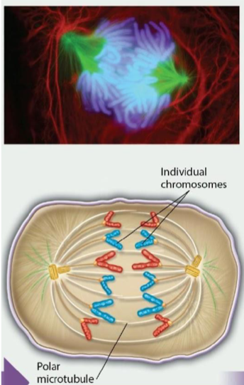 <p>The connections are broken between sister chromatids and each individual chromatid is linked to only one pole by kinetochore microtubules. Kinetochore microtubules shorten, pulling chromosomes toward the pole to which they are attached. The two poles move away from each other as overlapping polar microtubules lengthen and push against each other.</p>