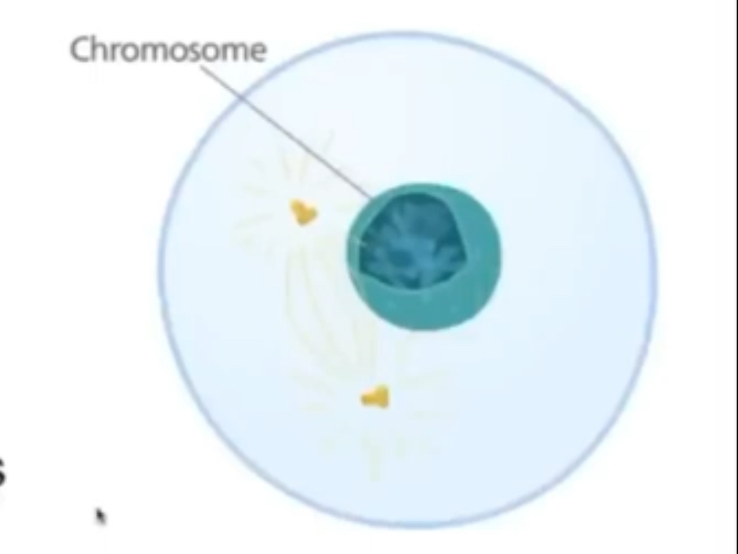 <p>Chromosomes condense and become visible </p><p>animal cells - centrioles separate and move to opposite poles of cell</p><p>Centrioles create spindle fibres, released form both poles to create a spindle apparatus and make a spindle apparatus </p><p>Spindle apparatus attaches to centromere and chromatids on chromosome in later stages and chromatids on chromosome in later stages </p><p>Plants have spindle apparatus but lack centrioles </p>