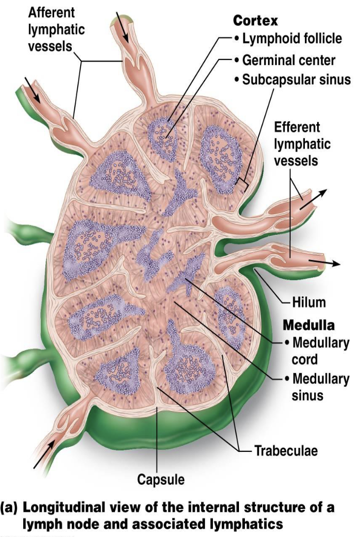 <ul><li><p>Why does lymph flow slowly through lymph nodes?</p><ul><li><p>What is another major function of lymph nodes?</p></li></ul></li></ul><p></p>