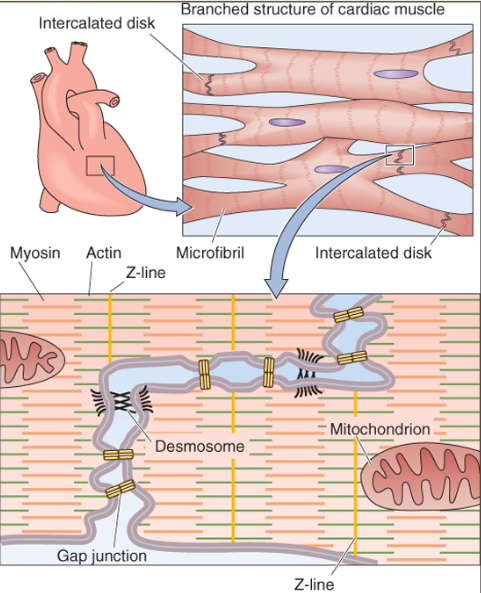 <p>syncytium ie one cell multiple nuclei so beats as one unique unit made up of 2 types of links:</p><ul><li><p>mechanical: intercalated disks ie junctional complexes made up of desmosomes and fascia adherens</p></li><li><p>electrical through gap junctions </p></li></ul><p></p>