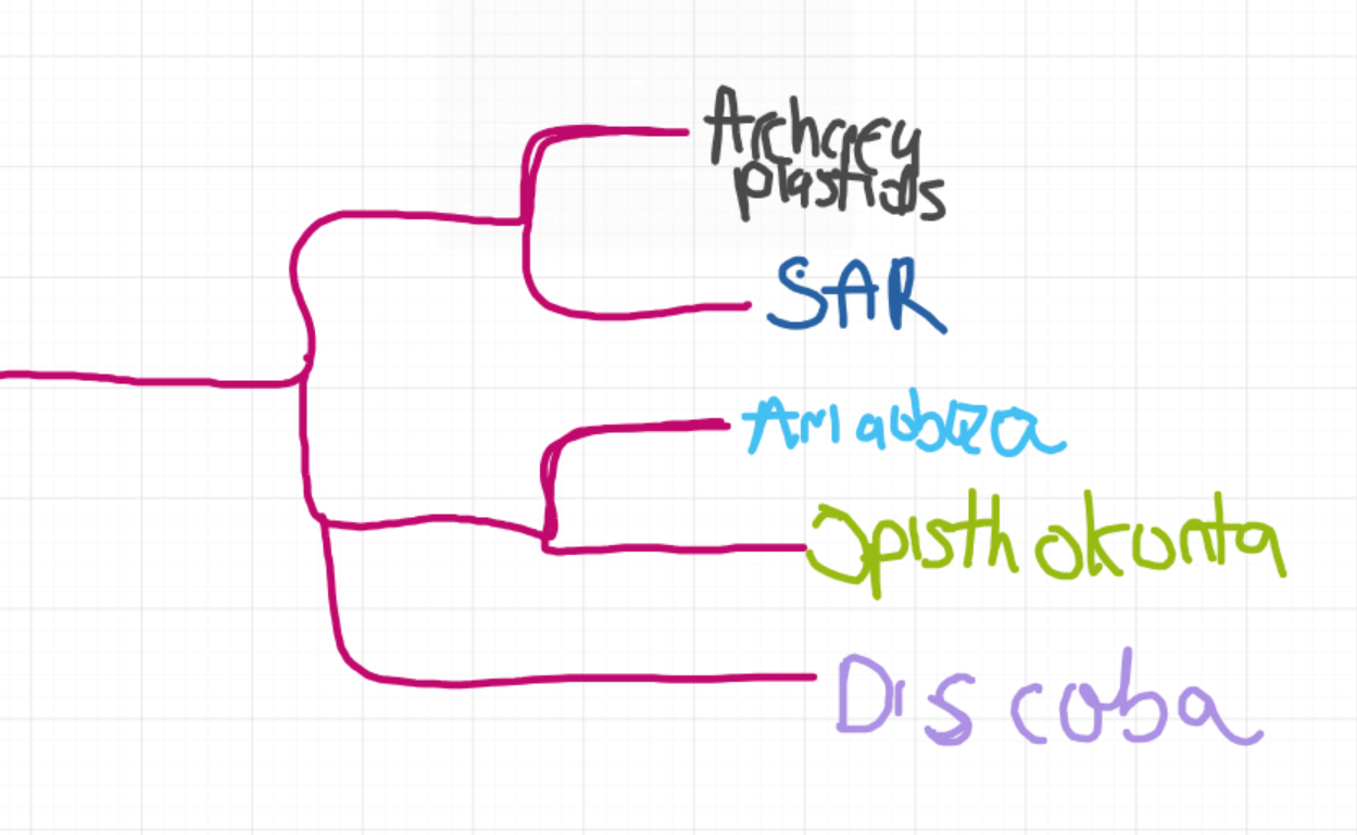 <ul><li><p>Archaeaplastids + SAR</p></li><li><p>Amoezoba + Opisthokonta</p></li></ul><p></p>