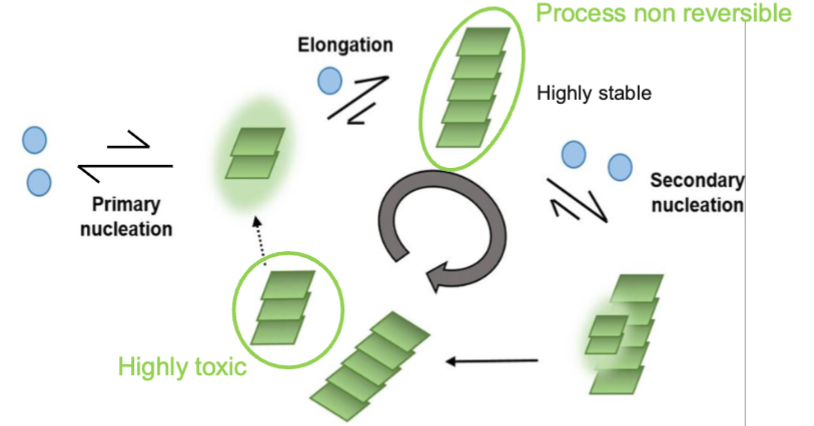<ul><li><p>first step and rate-limiting step in amyloid fibril formation</p></li><li><p>several protein molecules come together to form a small oligemeric nucleus</p><ul><li><p>this nucleus is a rare and short-lived intermediate that must reach a critical size before stable fibril growth can begin</p></li></ul></li><li><p>once this nucleus forms, additional proteins can rapidly add to the growing fibril. At this point, the process if non-reversible</p></li><li><p>in some cases, secondary nucleation can occur; occurs when the surface of existing fibrils promotes the formation of new nuclei, accelerating the production of additional aggregates, including smaller toxic proto-fibrils</p></li></ul><p></p>