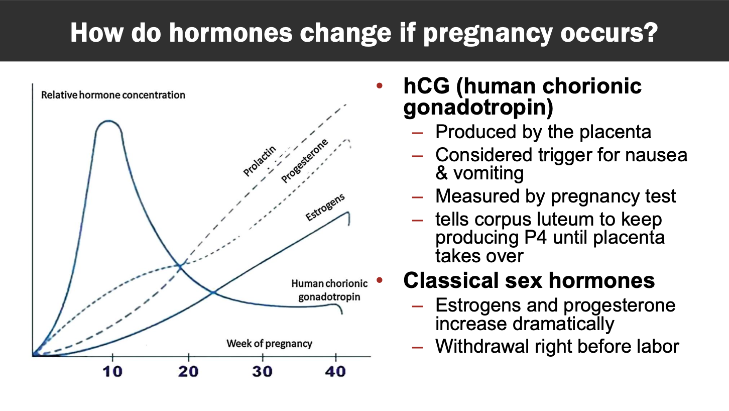 <p>E2 and P4 increase drastically throughout pregnancy instead of withdrawing (at end of menstrual cycle)</p><p></p><p>placenta is the predominant producer of P4 during pregnancy</p><ul><li><p>corpus luteum does this in late menstruation and early pregnancy</p></li></ul><p></p><p>In the days immediately preceding labor, P4 stays approximately the same in humans; receptor expression decrease is thought to contribute to functional withdrawal </p><p></p><p>In the days immediately preceding menstruation P4 and E2 decrease</p><p></p><p>hCG (human chorionic gonadotropin) has a sharp increase in early pregnancy, produced by placenta, causes nausea and vomiting, what a pregnancy test measures, tells corp lut to produce P4 until placenta takes over</p><p></p><p>Classical sex hormones: estrogens and progesterone increase dramatically, withdrawal right before labor</p>