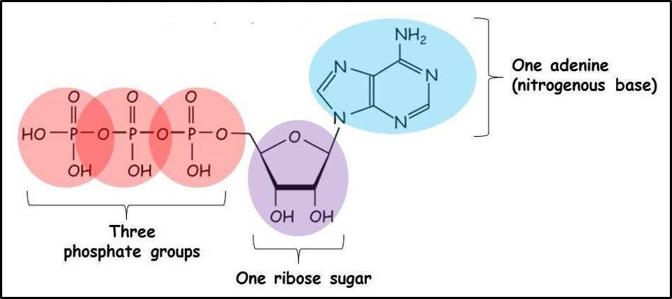 <p><strong>Adenosine triphosphate: </strong></p><ul><li><p>3 phosphates</p></li><li><p>1 <em>adenine </em>nitrogenous base</p></li><li><p>1 <em>ribose </em>pentose sugar</p></li></ul><p></p>
