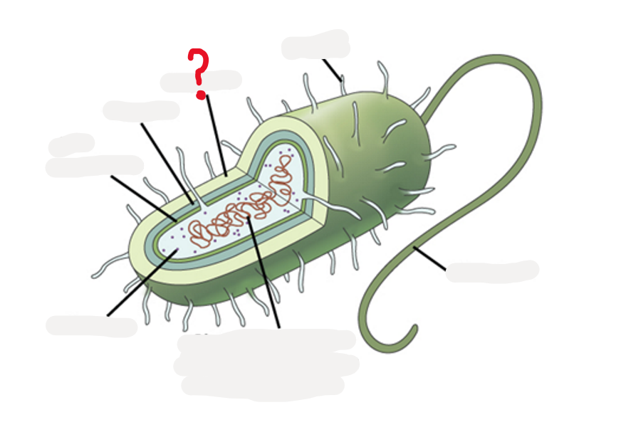 <p>What is this part of Bacteria?</p>