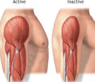 <p>Atrophy {verb}</p>