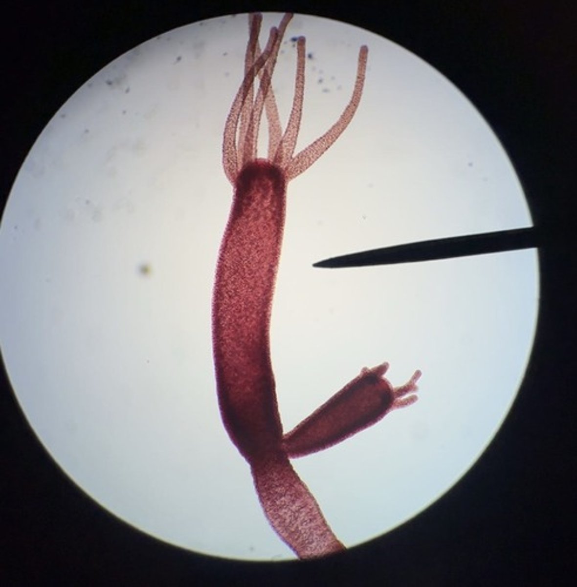 <p>subkingdom eumetazoa</p><p>phylum cnidaria</p><p>class hydrozoa</p><p>bud, foot, tentcales, hypostome</p>
